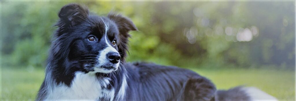 Vermittlung - Happy Dog