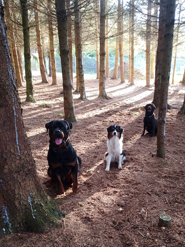 3 sitzende Hunde im Wald