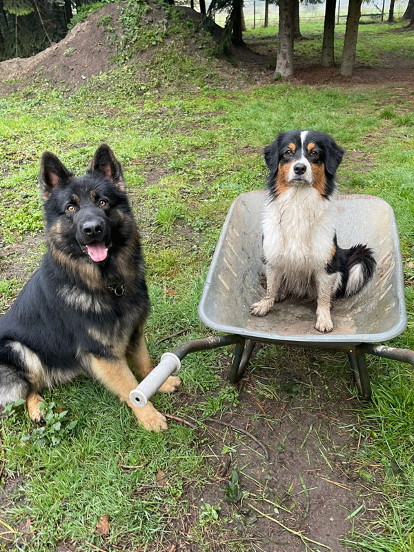 Hund in Schubkarre