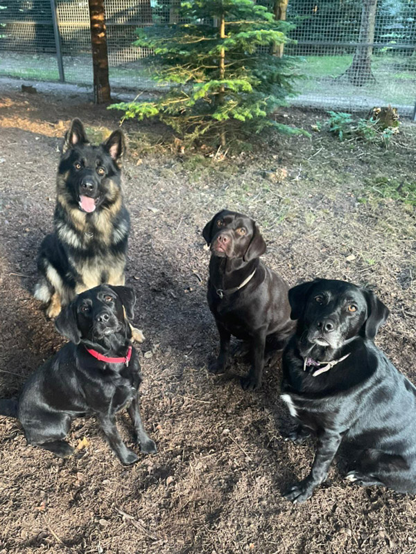 4 aufmerksam sitzende Hunde