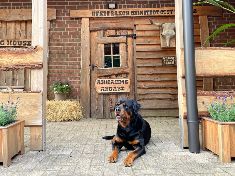 Rotti liegt vor der Hunde Annahme Tür