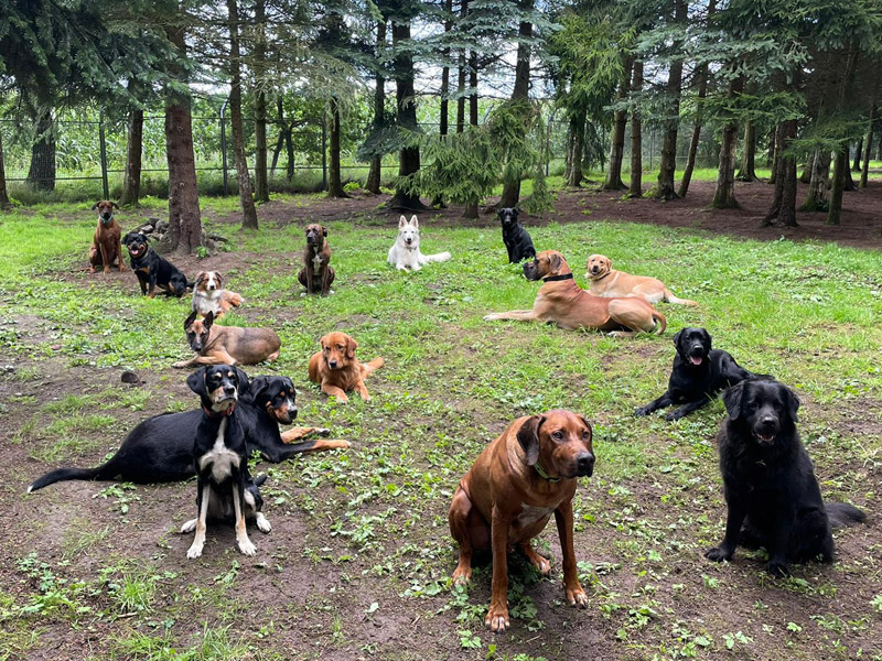 Hunderudel mit vielen sitzenden oder liegenden Hunden